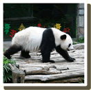 Guilin Panda